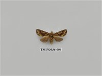 藏品(夜蛾697)的圖片